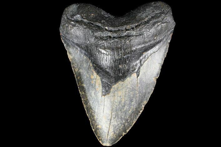 Bargain, Megalodon Tooth - North Carolina #83976